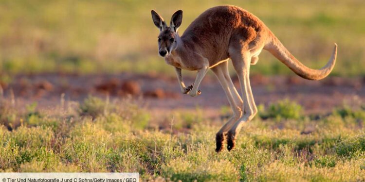 Le Kangourou, l’un des animaux les plus violents 2 - Le Progrès Egyptien Le Kangourou, l’un des animaux les plus violents 1 - Le Progrès Egyptien