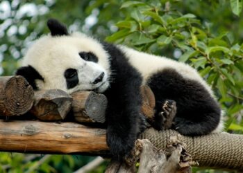 Le panda, un dormeur hors pair