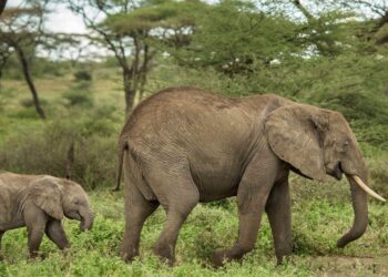 Les éléphants ne peuvent pas sauter