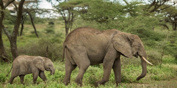 Les éléphants ne peuvent pas sauter 1 - Le Progrès Egyptien