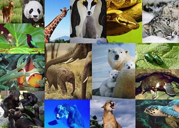 Déclin massif de la biodiversité