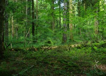 Peut-on encore sauver les forêts ?
