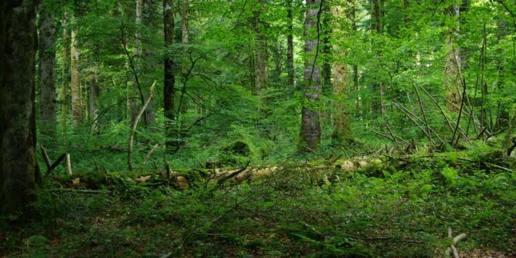 Peut-on encore sauver les forêts ? 2 - Le Progrès Egyptien Peut-on encore sauver les forêts ? 1 - Le Progrès Egyptien