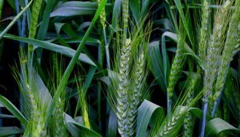 Touchka : Du blé de haute qualité et une productivité de 3 tonnes/feddan