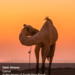 Taba… l’épopée tient le haut du pavé ! 15 - Le Progrès Egyptien