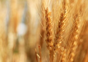 La sécurité alimentaire, une priorité stratégique