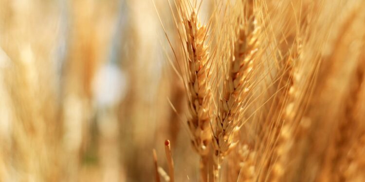 La sécurité alimentaire, une priorité stratégique 1 - Le Progrès Egyptien