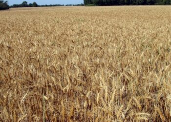 Guerre en Ukraine : Flambée des prix, pénuries de blé… vers une crise alimentaire mondiale ?