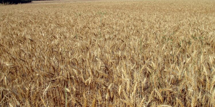 Guerre en Ukraine : Flambée des prix, pénuries de blé... vers une crise alimentaire mondiale ? 1 - Le Progrès Egyptien