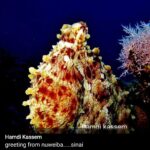 Taba… l’épopée tient le haut du pavé ! 17 - Le Progrès Egyptien