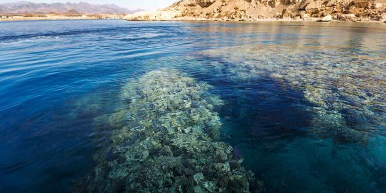 Importance touristique de la réserve de Ras Mohamed 2 - Le Progrès Egyptien Importance touristique de la réserve de Ras Mohamed 1 - Le Progrès Egyptien