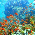 Importance touristique de la réserve de Ras Mohamed 6 - Le Progrès Egyptien Importance touristique de la réserve de Ras Mohamed 5 - Le Progrès Egyptien