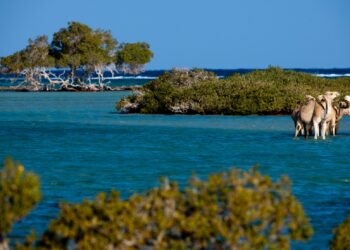 Wadi Al-Guémal : La gestion de la réserve naturelle renforcée