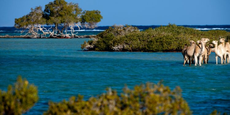 Wadi Al-Guémal : La gestion de la réserve naturelle renforcée 1 - Le Progrès Egyptien