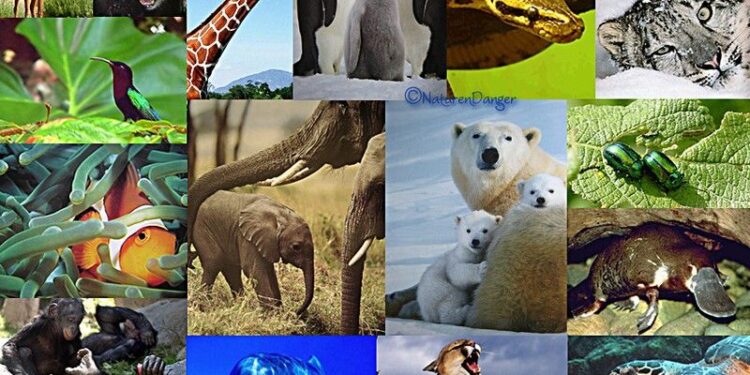 Biodiversité : Protéger 30% de la planète 1 - Le Progrès Egyptien