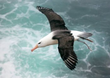 Albie, l’albatros solitaire de l’hémisphère nord