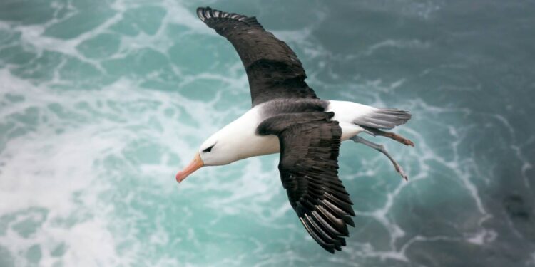 Albie, l’albatros solitaire de l’hémisphère nord 1 - Le Progrès Egyptien