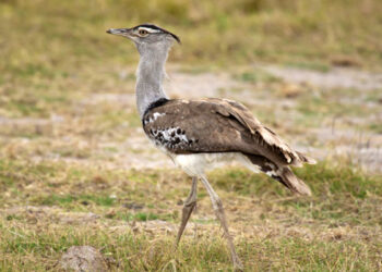 Egypte : Préserver les outardes de Houbara