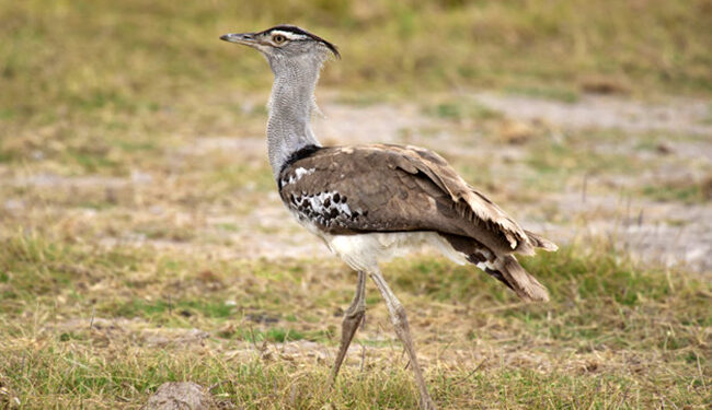 Kori bustard in Amboseli National Park of Kenya