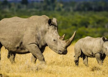 La BM au chevet des rhinos d’Afrique du Sud