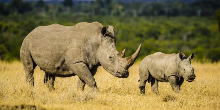 La BM au chevet des rhinos d’Afrique du Sud 1 - Le Progrès Egyptien