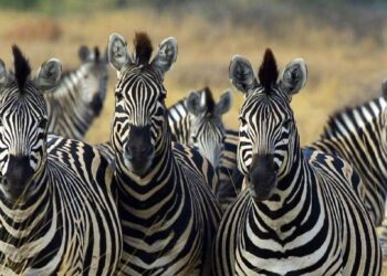 Pourquoi les zèbres ont-ils des rayures ?