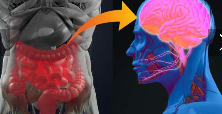 Quand l'intestin parle, le cerveau exécute 1 - Le Progrès Egyptien
