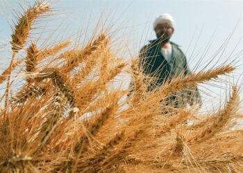 Blé : Atteindre l’autosuffisance