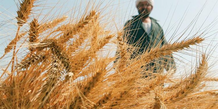 Blé : Atteindre l’autosuffisance 1 - Le Progrès Egyptien