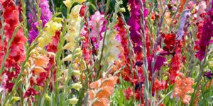 L'horoscope des fleurs… 15 - Le Progrès Egyptien