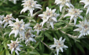 L'horoscope des fleurs… 21 - Le Progrès Egyptien