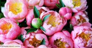 L'horoscope des fleurs… 7 - Le Progrès Egyptien