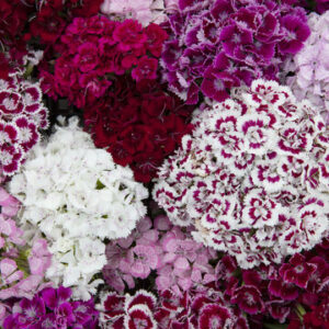 L'horoscope des fleurs… 19 - Le Progrès Egyptien