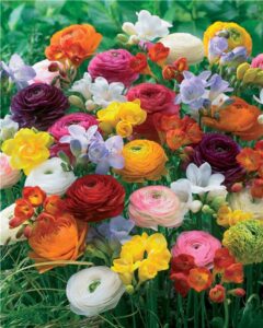 L'horoscope des fleurs… 23 - Le Progrès Egyptien