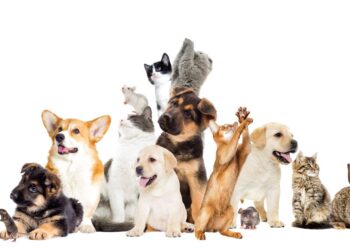 Découvrir ton duo favori !