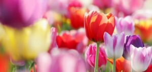 L'horoscope des fleurs… 3 - Le Progrès Egyptien