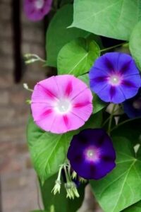 L'horoscope des fleurs… 17 - Le Progrès Egyptien