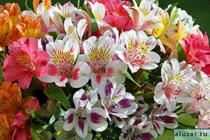 L'horoscope des fleurs… 13 - Le Progrès Egyptien