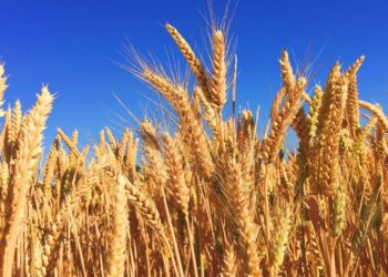Facilités pour la moisson du blé