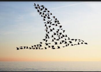 Journée des oiseaux migrateurs : Tamisez les lumières la nuit