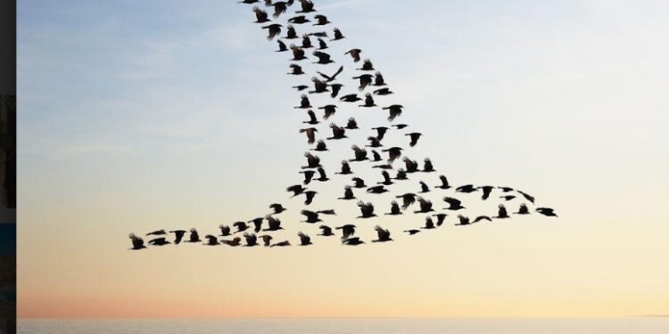 Journée des oiseaux migrateurs : Tamisez les lumières la nuit 1 - Le Progrès Egyptien