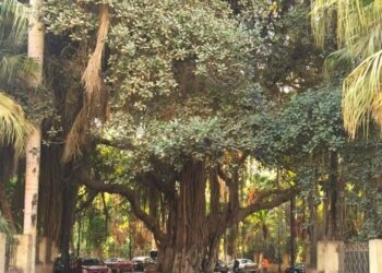 En ville, les arbres favorisent la biodiversité