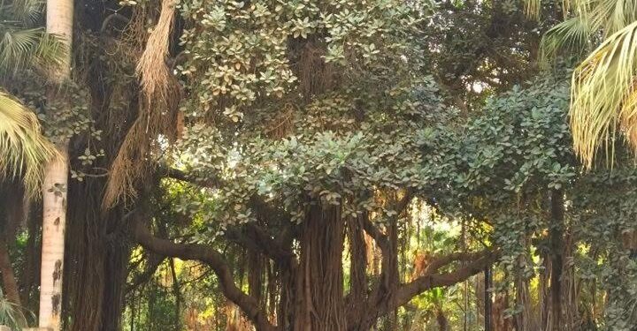 En ville, les arbres favorisent la biodiversité 1 - Le Progrès Egyptien