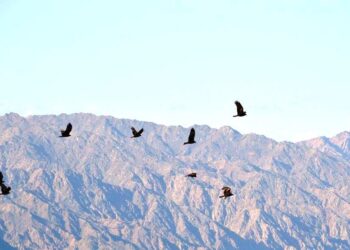 L’observation des oiseaux planeurs va bon train