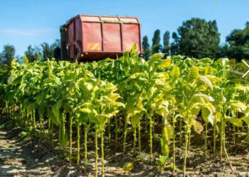 Un vaccin anti-Covid-19 produit avec des plantes !