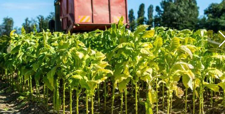 Un vaccin anti-Covid-19 produit avec des plantes ! 1 - Le Progrès Egyptien