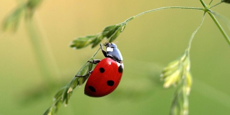 Alexandrie : Les coccinelles inquiètent 1 - Le Progrès Egyptien