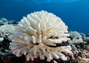 Grande Barrière : 91% des coraux ont subi un blanchissement