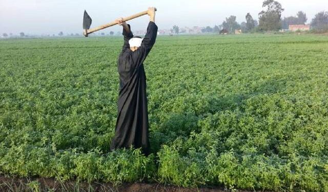 Climat : Conseils aux agriculteurs 2 - Le Progrès Egyptien Climat : Conseils aux agriculteurs 1 - Le Progrès Egyptien