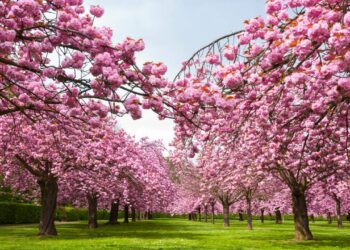 Japon : La floraison des cerisiers, un événement populaire